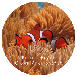 Introductory Diving Kurima Beach Clown Anemonefish