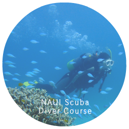 NAUI Scuba Diver Courses