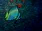 Miyakojima Diving 333 - Triple Three - Dusky batfish