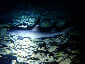 Miyakojima Diving 35 Hole Whitetip reef shark
