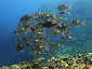 Okinawa Diving 35 Hole Goldlined sea bream