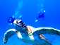 Miyakojima Diving Antonio Gaudi Sea turtle