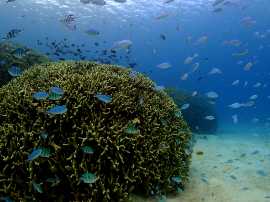 Okinawa Miyakojima Diving Coral Garden