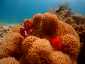 Okinawa Miyakojima Diving Coral Garden Clown anemonefish