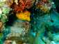 Okinawa Miyakojima Diving Coral Garden Yellow boxfish