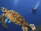Okinawa Diving Hon Drop Green Turtle
