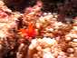 Okinawa Miyakojima Diving Imgya Marine Garden Tomato anemonefish
