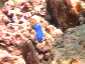 Okinawa Miyakojima Diving Imgya Marine Garden Blue devil