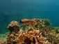 Okinawa Miyakojima Diving Kurima Beach Cuttlefish