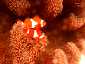 Okinawa Miyakojima Diving Kurima Beach Clown anemonefish