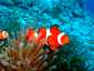 Miyakojima Diving Nakanoshima Channel Clown anemonefish