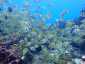 Okinawa Miyakojima Diving Nakanoshima Beach Convict surgeonfish