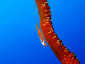 Irabujima Shiratorizaki Whip coral goby