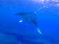 Miyakojima Diving Surgeon Reef Manta ray