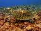 Miyakojima Diving Surgeon Reef Hawksbill turtle