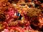 Okinawa Miyakojima Diving Twin Cave Clark's anemonefish