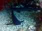 Okinawa Miyakojima Diving Twin Cave Whitetip reef shark