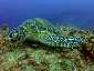 Miyakojima Diving Z Arch Green turtle