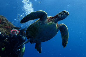 Okinawa Miyakojima Diving Sea Turtle
