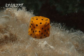 Okinawa Miyakojima Beach Diving Yellow Boxfish