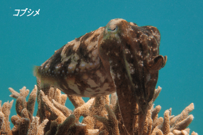 Okinawa Miyakojima Beach Diving Cuttlefish