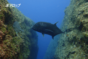 Okinawa Miyakojima Diving Giant Trevally