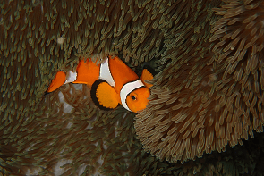 Night Diving　Clown Anemonefish