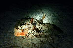 Night Diving　Oriental flying gumard