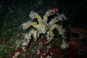 Night Diving　Decorator crab