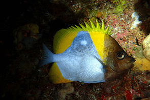 Night Diving　Pyramid butterflyfish